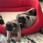 Balseker Pug Yavrularımız