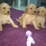 Red Toy Poodle Erkek Bebeklerimiz