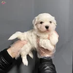 Tea Cup Kore Tip Maltese Terrier Bebeklerimiz