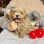 Maltipoo Kore Kanı Teacup Anne Baba Secereli Ozel Yavrumuz