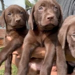 Siyah Kahverengi Yada Krem Sampanya Labrador Yavrularımız