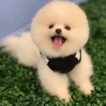Saf Pomeranian Boo Yavrularının Adresi