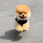 Saf Pomeranian Boo Isteyenlere