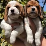 Uretim Ciftliginden Harika Beagle Yavrularımız