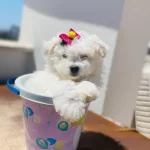 Maltesse Terrier Sıfır Numara