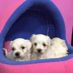 Irk ve Sağlık Garantili Maltese Terrier Bebeklerimiz