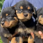 Koca Kafa Rottweiler Yavrularımız