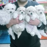 Kar Beyazı Maltesse Terrierler