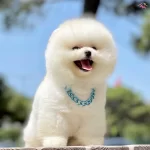 Pomeranian Boo Safkan Ayı Surat Yavrularımız