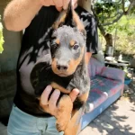 A Kalite Kong Doberman Erkek Yavrularımız