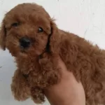 Gercek Red Brown Toy Poodle Bebekler