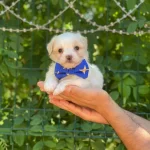 Maltipo Cinsi Buyumezler O Numara