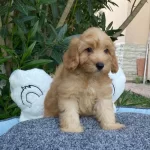 Bi̇blo Bebek Malti̇poo