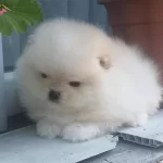 Sercereli Pomeranian Boo