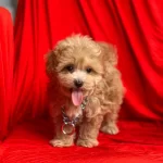 Maltipoo F2 Red Mini Boy Safkan Yavrularımız
