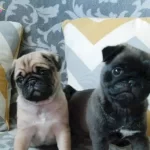 Ulusalarası Secereli Pug Yavrularımız