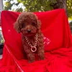 Bebek Surat Wc Egitimli Mikrocipli Toy Poodle