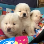 Uretim Ciftliginden Pofuduk Chow Chow Yavruları