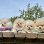 Pomeranian Boo Mini Ayicik Surat Yavrularımız