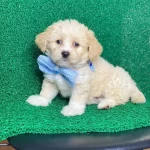 Maltipo Cinsi Yavrularımız