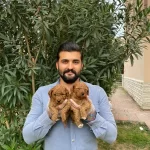 Tatliliklariyla Goz Dolduran Toy Poodle Bebekleri