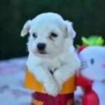 Kar Beyaz Sirin Yuzlu Maltese Terrier Yavrular