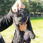 Secereli Cane Corso Yavrularımiz