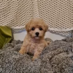 Maltipo Cinsi Sıfır Numara