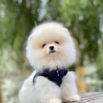Teddy Bear Pomeranian Boo