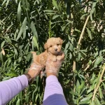 En Sevi̇len Renk Malti̇poo Kuzucuklari