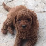 Irkinin En Iyisi Toy Poodle Bebekleri
