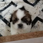 Show Kalite Shih Tzu Bebekler