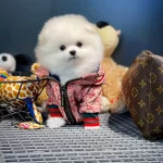 Yavru Patiler Guvencesi Ile