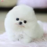 Yavru Patiler Farkı Ile