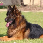 Scr Li Anne Baba Ve Scr Li Yavrular