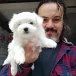 Sıfır Numara Orjinal Maltese Yavrular