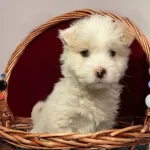 Maltipo Cinsi Numara