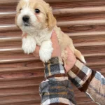 Ozel Renk Maltipo Yavruları