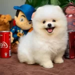 Yavru Patiler Hizmeti Ile Pomeranian Boo