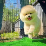 Yavru Patiler Guvencesi Ile Fci Belgeli Pomeranian Boo