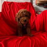 Bebek Surat Red Toy Poodle