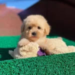 Maltipo Cinsi Bebegim