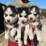 Ruhsatli Üreti̇m Çi̇ftli̇ği̇nden Husky Yavrular