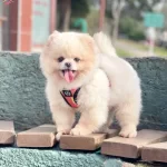 Pomeranian Boo Ayicik Tip Irk Garantili Asılar Tam Egitimli