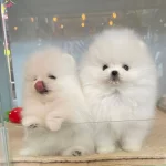 Pomeranian Boo Teddy Bear Yavrularımız
