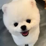 Pomeranian Boo Teddy Bear Asıları Tam Safkan