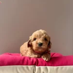 A Kalite Maltipoo Yavrularımiz