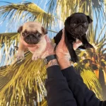 Irk Ve Saglık Garantili Pug Yavrular