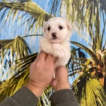 Irk Ve Saglik Garantili Yavrular