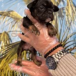 Irk Ve Saglik Garantili